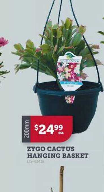 Zygo Cactus Hanging Basket Offer at Stratco - 1Catalogue.com.au