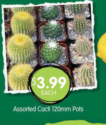 Spudshed Assorted Cacti 120mm Pots