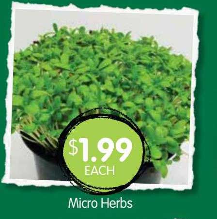 Spudshed Micro Herbs