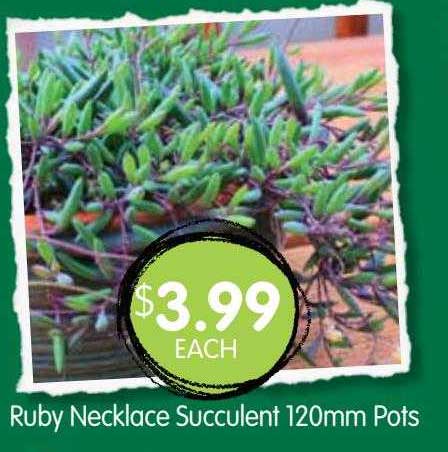 Spudshed Ruby Necklace Succulent 120mm Pots
