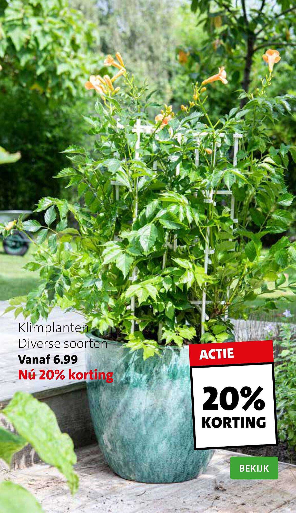 Klimplanten 20 Korting Aanbieding bij Intratuin 1Folders.nl