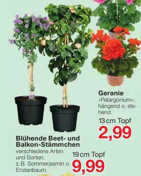 Blühende Beet Und Balkonstämmchen Geranie »pelargonium« Angebot bei