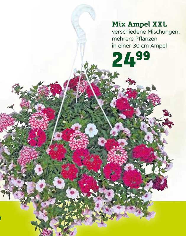 Mix Ampel Xxl Angebot bei Pflanzen Kölle 1Prospekte.de