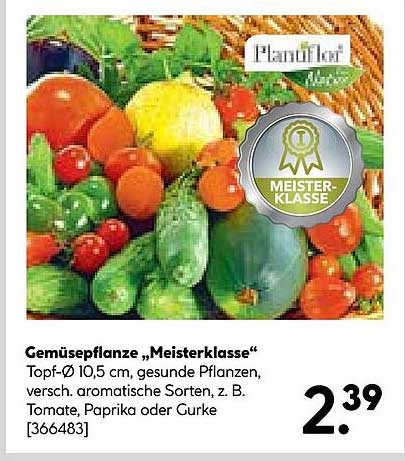 Gemüsepflanze „meisterklasse“ Angebot bei Hellweg