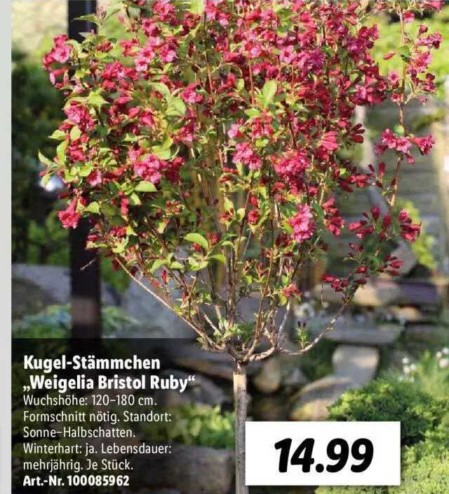 Kugelstämmchen „weigelia Bristol Ruby” Angebot bei Lidl 1Prospekte.de