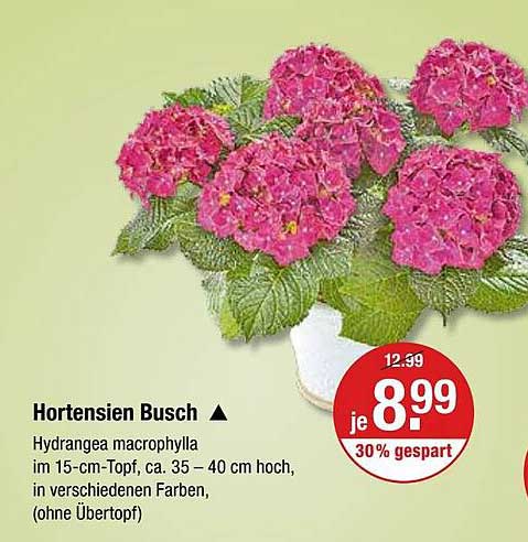 Hortensien Busch Angebot bei V Markt