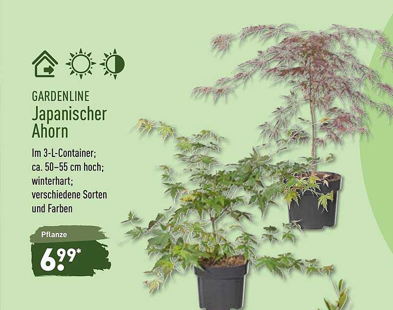 Gardenline Japanischer Ahorn Angebot bei ALDI Nord 1Prospekte.de
