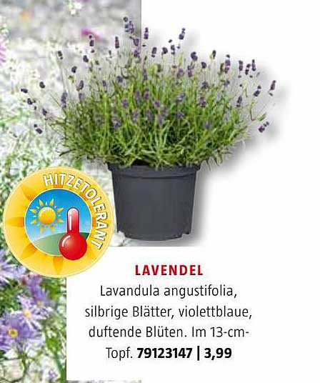 Lavendel Angebot bei Bauhaus 1Prospekte.de