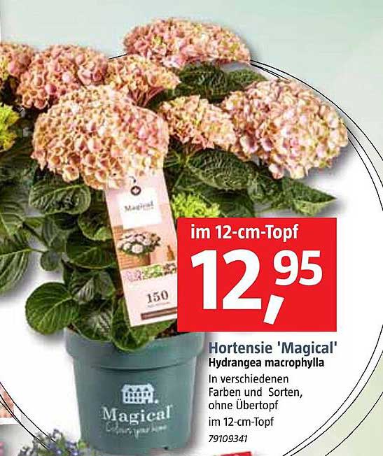 Hortensie 'magical' Angebot bei Bauhaus - 1Prospekte.de