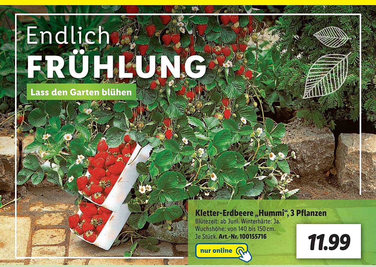 Klettererdbeere „hummi“, 3 Pflanzen Angebot bei Lidl 1Prospekte.de