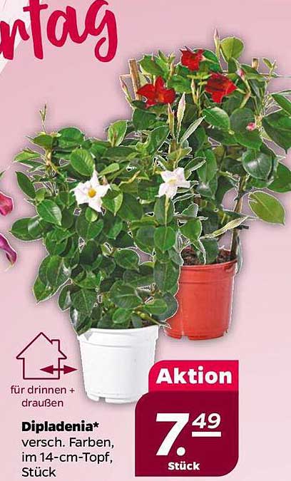 57+ Dipladenia Im Angebot Diese Woche, Sie können die suche