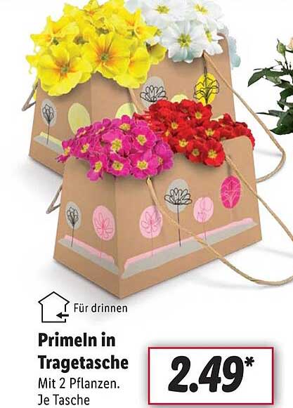 Primeln In Tragetasche Angebot bei Lidl 1Prospekte.de