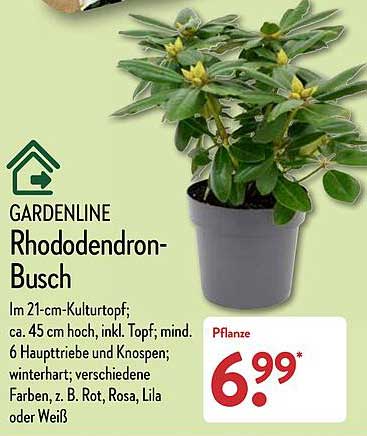 Gardenline Rhododendron-busch Angebot bei ALDI Nord - 1Prospekte.de