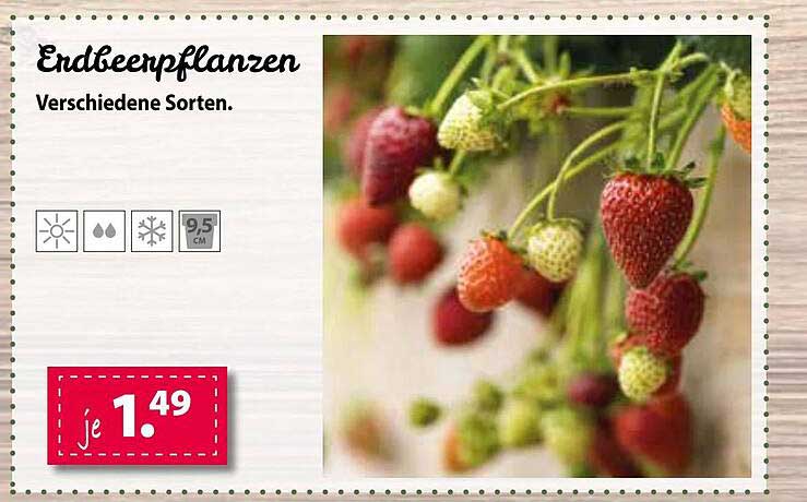 Erdbeerpflanzen Angebot bei Kiebitzmarkt 1Prospekte.de