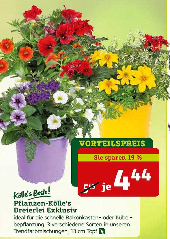 K lle s Beste Pflanzen k lle s Dreierlei Exklusiv Angebot Bei Pflanzen K lle s Beste Pflanzen k lle s Dreierlei Exklusiv Angebot Bei Pflanzen