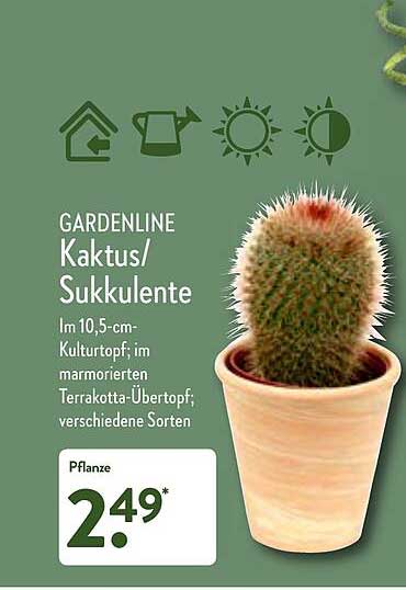 Gardenline Kaktus Oder Sukkulente Angebot bei ALDI Nord - 1Prospekte.de
