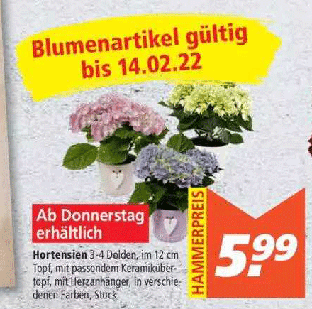 Hortensien Angebot bei Marktkauf 1Prospekte.de