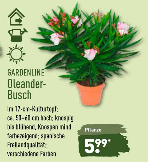 Gardenline Oleander Busch Angebot bei ALDI Nord 1Prospekte.de