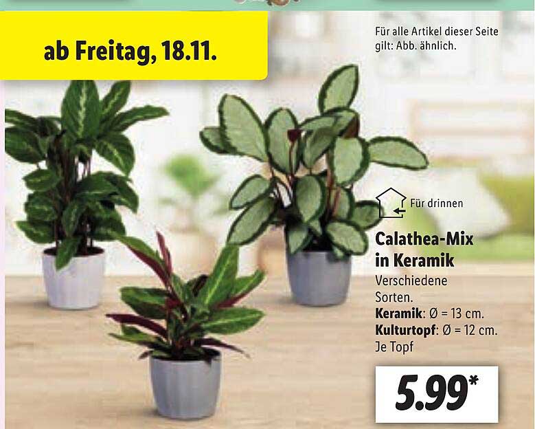 efeutute englischer name Efeutute Scindapsus Epipremnum – Ø15cm – ↕45cm – Pflegeleichte main image 0