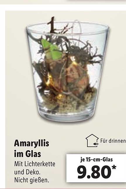 Amaryllis Im Glas Angebot bei Lidl 1Prospekte.de