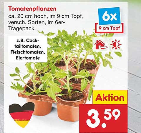 Tomatenpflanzen Angebot bei Netto MarkenDiscount 1Prospekte.de