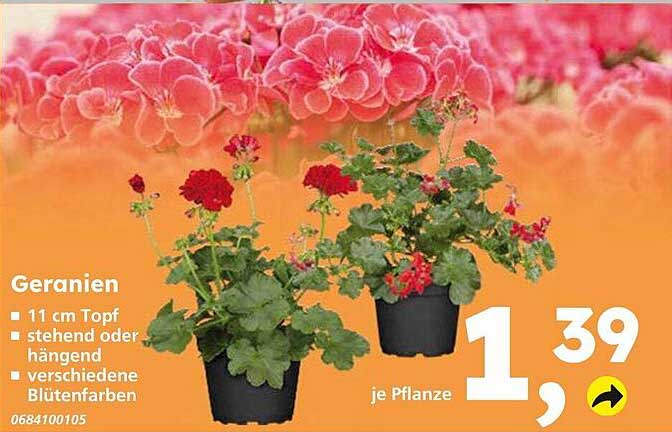 Geranien Angebot bei Globus Baumarkt 1Prospekte.de
