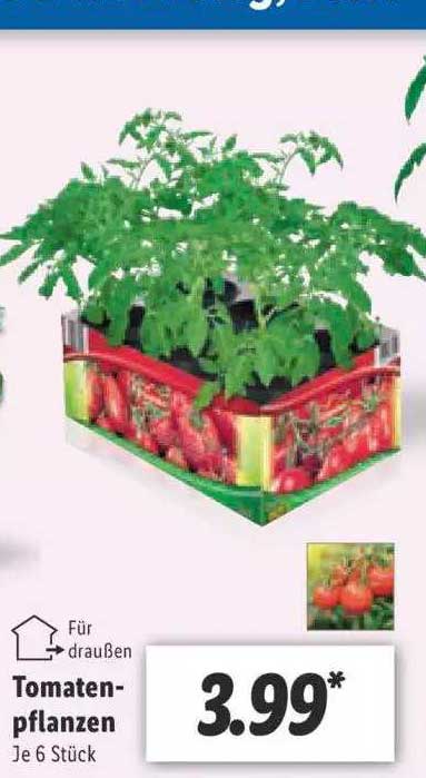 Lidl Tomatenpflanzen