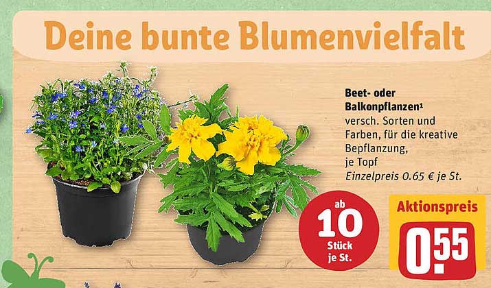 Beet Oder Balkonpflanzen Angebot bei REWE 1Prospekte.de