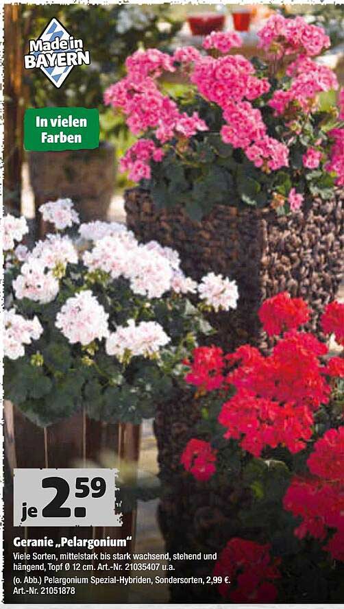 Geranie „pelargonium“ Angebot bei Hagebaumarkt 1Prospekte.de