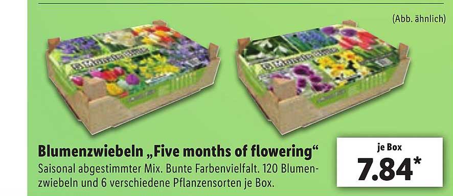 Blumenzwiebeln Five Months Of Flowering Angebot bei Lidl 1Prospekte.de