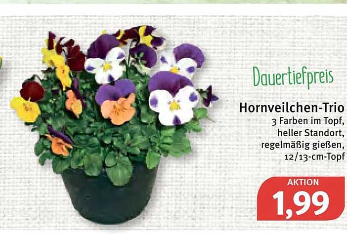 Hornveilchen Trio Angebot bei Feneberg
