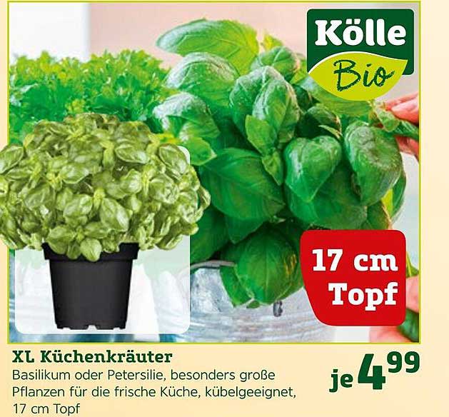 Pflanzen Kölle Kölle XL Küchenkräuter