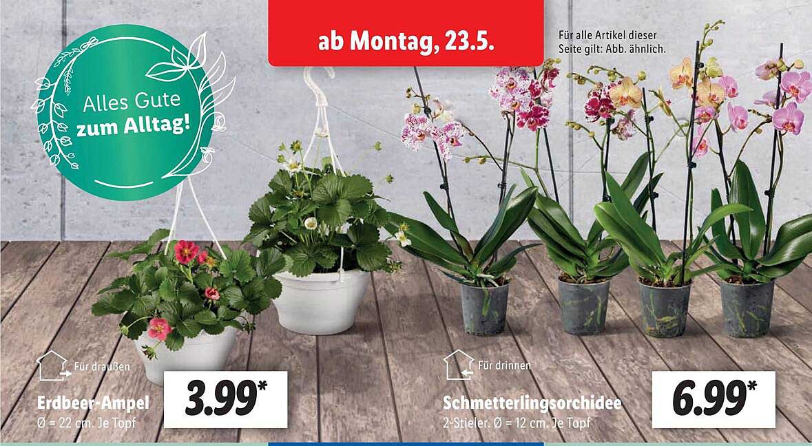 Erdbeerampel Oder Schmetterlingsorchidee Angebot bei Lidl 1Prospekte.de