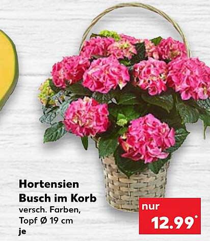 Hortensien Busch Im Korb Angebot bei Kaufland 1Prospekte.de
