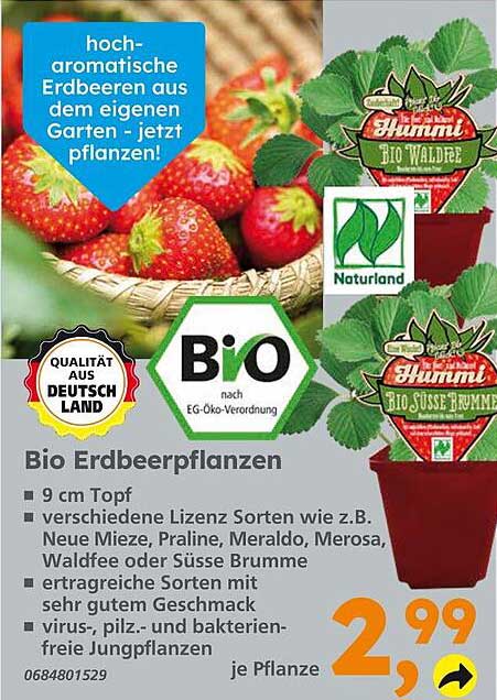 Bio Erdbeerpflanzen Angebot bei Globus Baumarkt 1Prospekte.de