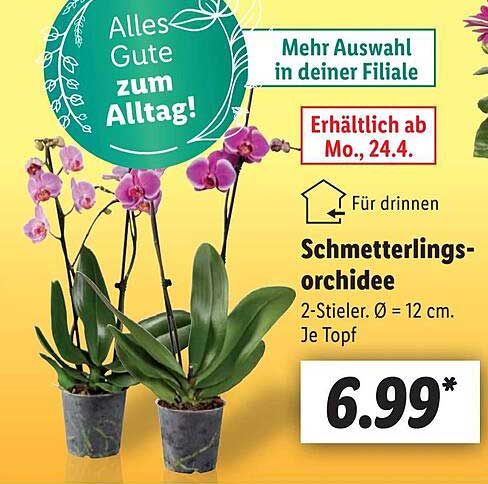 Schmetterlingsorchidee Angebot bei Lidl 1Prospekte.de