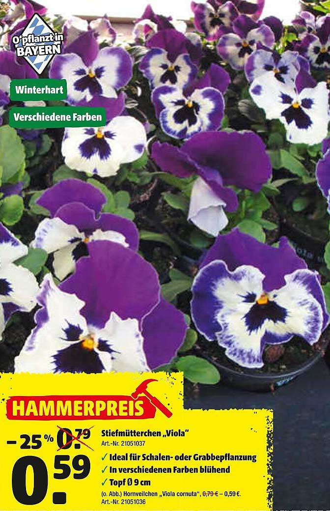 Stiefmütterchen Viola Angebot bei Hagebaumarkt 1Prospekte.de