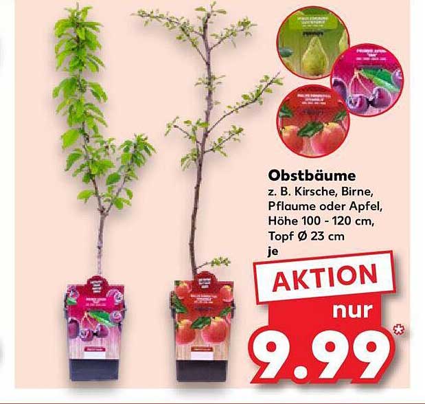 Obstbäume Angebot bei Kaufland 1Prospekte.de