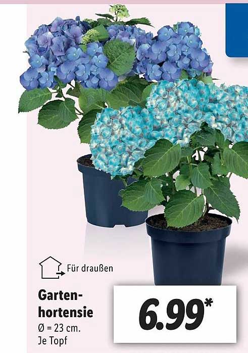 Gartenhortensie Angebot bei Lidl 1Prospekte.de