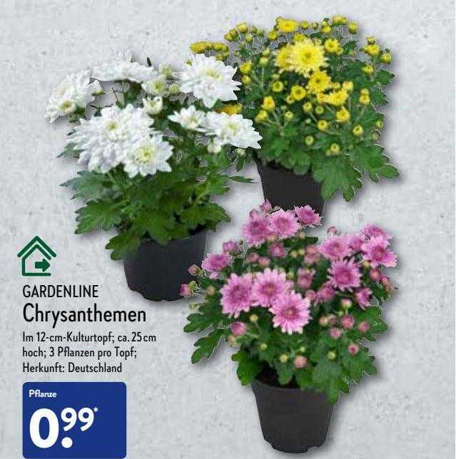 Gardenline Chrysanthemen Angebot bei ALDI Nord - 1Prospekte.de Gardenline Chrysanthemen Angebot bei ALDI Nord - 1Prospekte.de