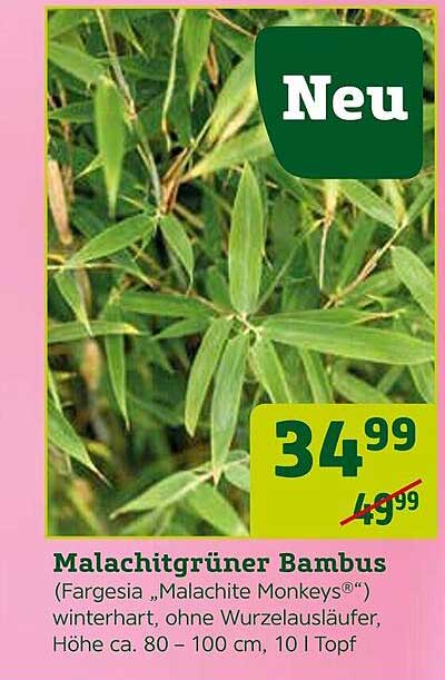 Malachitgrüner Bambus Angebot bei Pflanzen Kolle