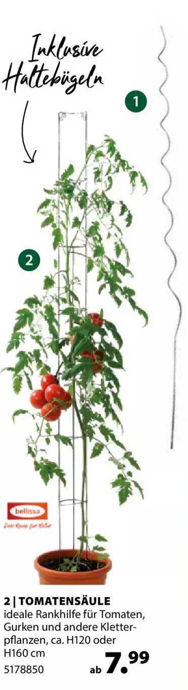 Dehner Tomatensäule
