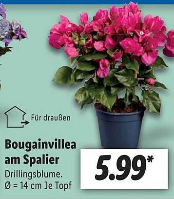 Bougainvillea Am Spalier Angebot bei Lidl 1Prospekte.de