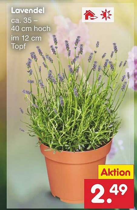 Lavendel Angebot bei Netto MarkenDiscount 1Prospekte.de