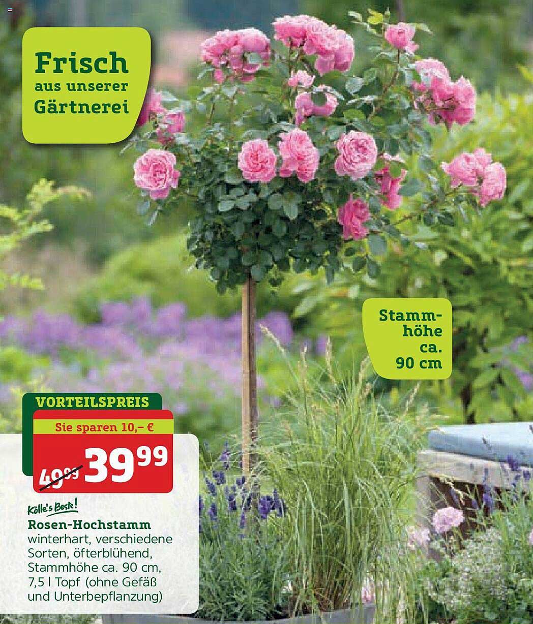 59+ Pflanzen-Kölle Prospekt, Entdecken sie unsere aktuellen
