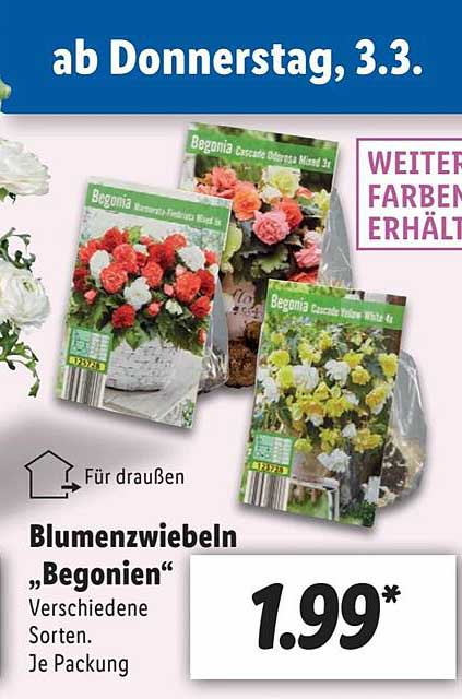 Blumenzwiebeln „begonien“ Angebot bei Lidl 1Prospekte.de