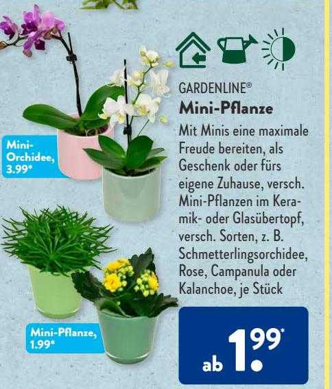 Gardenline Mini-pflanze Angebot bei ALDI SÜD - 1Prospekte.de