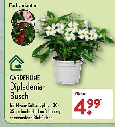 ALDI Nord Gardenline Dipladenia-busch