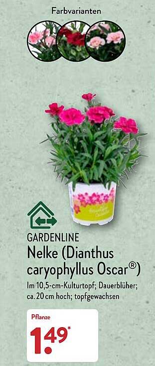 ALDI Nord Gardenline Nelke (dianthus Caryophyllus Oscar)