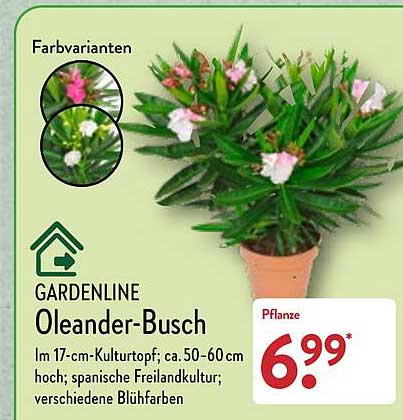 ALDI Nord Gardenline Oleander-busch